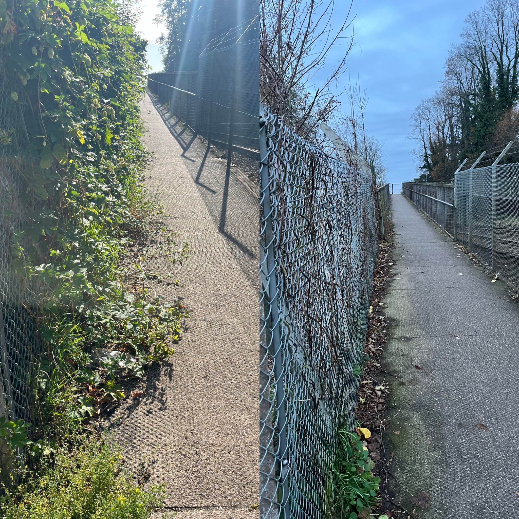 overgrown vegetation on north side of the bridge