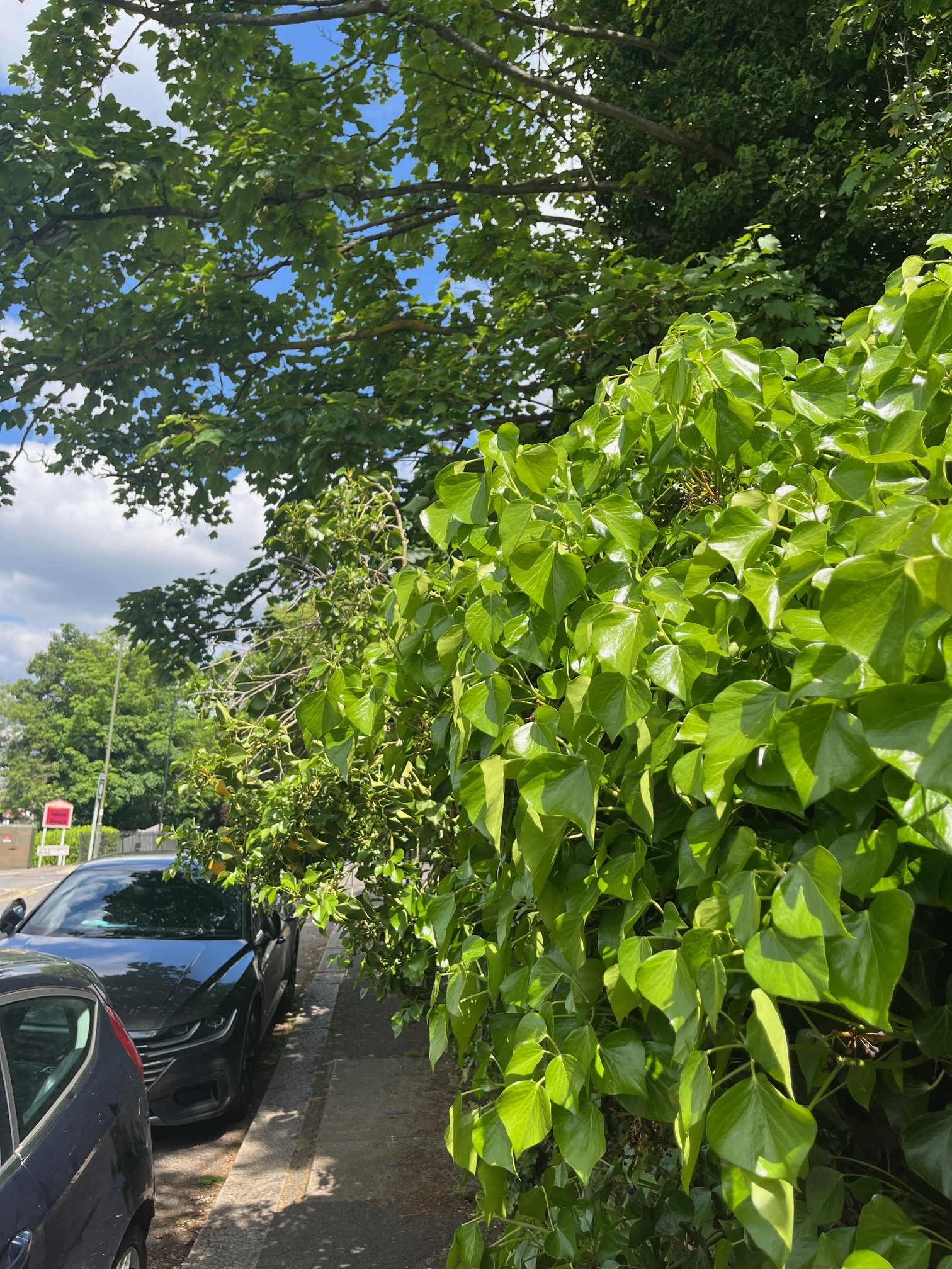 Overgrown vegetation on Lower Road