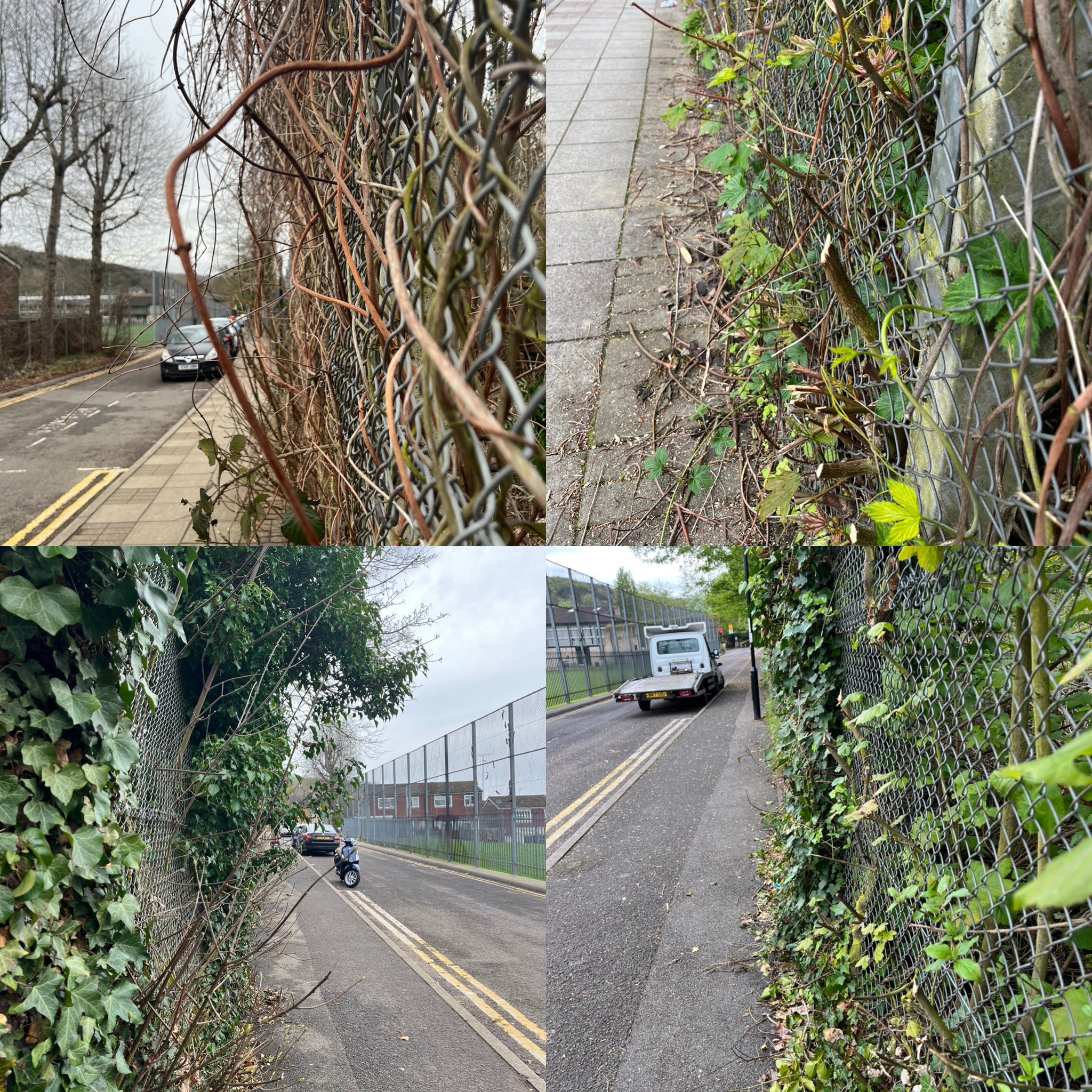 overgrown vegetation on Little Roke Road