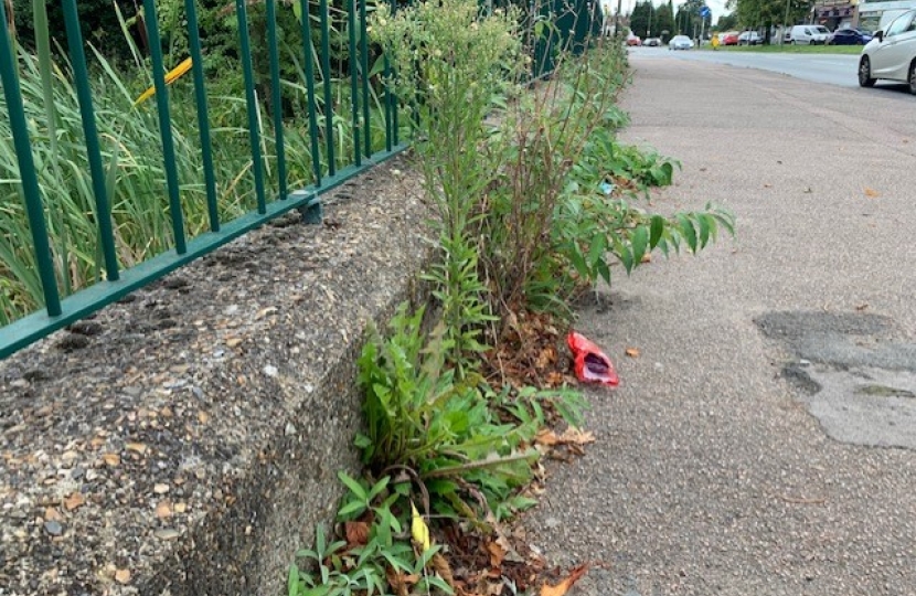 Weeds in Front of Hamsey Green Pond