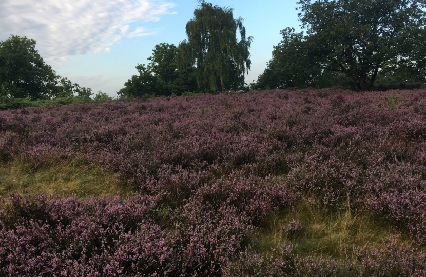 Scarce heathland on the top of Croham Hurst Woods South Croydon 