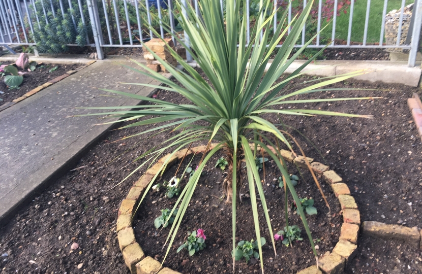 Planting at St Augustines Church South Croydon