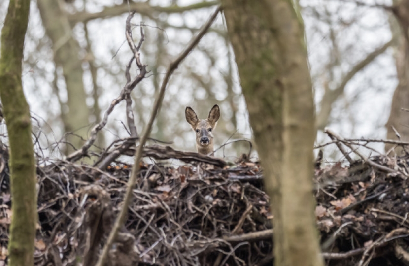 Deer in Croham Hurst Woods South Croydon