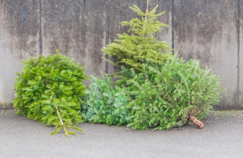 Christmas Tree Collection Purley Oaks Riddlesdown Croydon