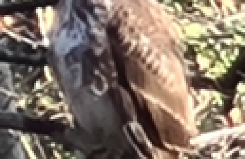 Purley Beeches - Buzzard