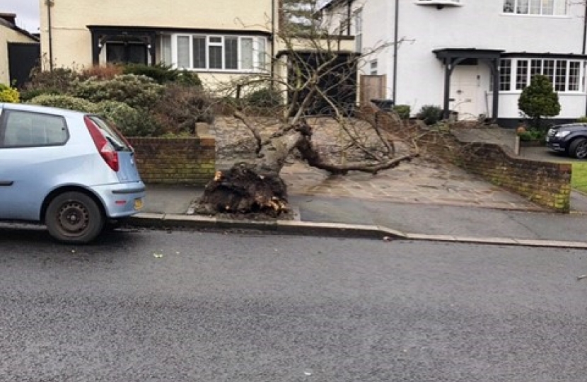 Another Cherry Tree Dies