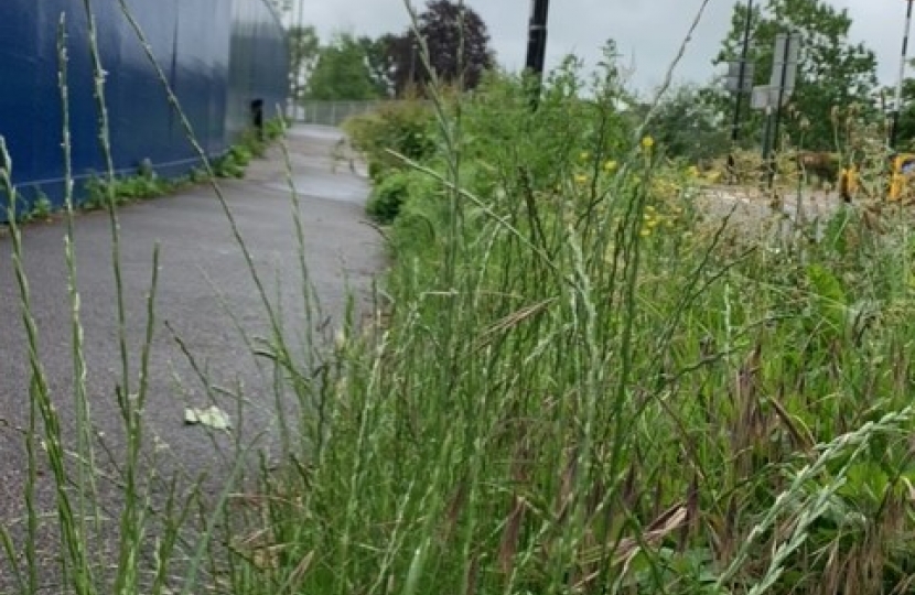 Sanderstead Hill - Uncut Grass