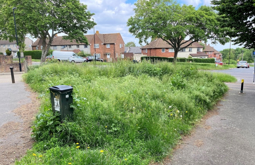 Overgrown Grass Verges