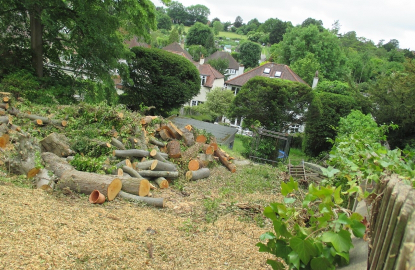 Trees Felled Purley Oaks Road