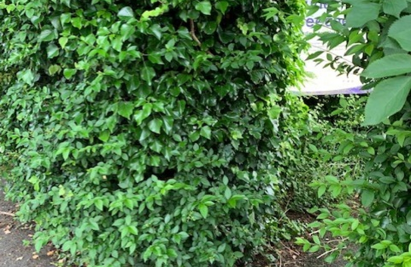 Hedges around the Beeches