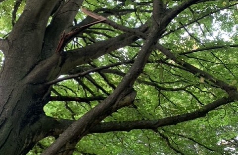 Broken Branches - Sanderstead Hill