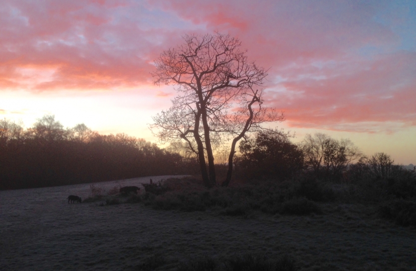 Croham Hurst Woods South Croydon 