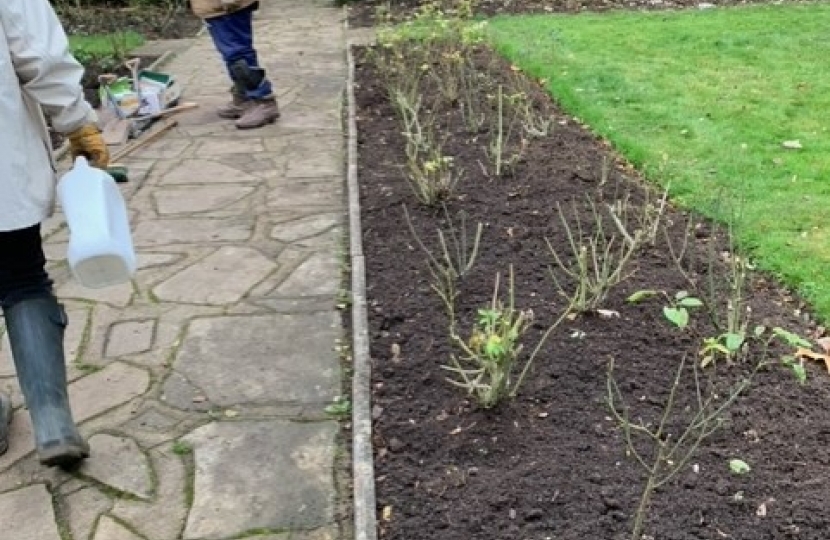 Wettern Tree Garden Rose Planting