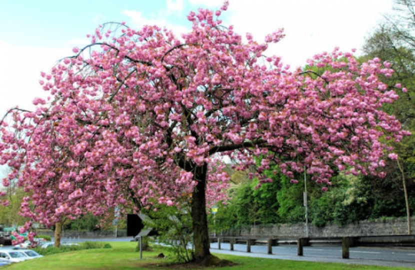 Cherry Blossoms