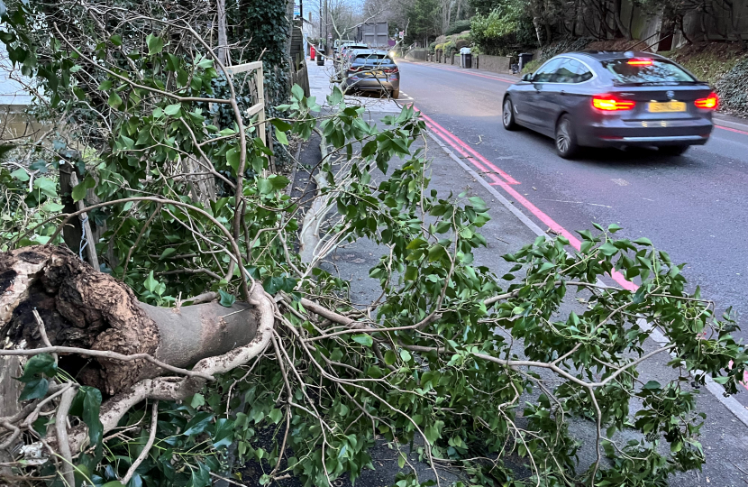 Fallen tree on the Godstone Road