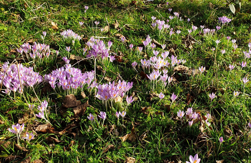 Spring flowers