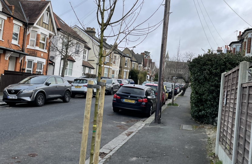 Street Tree in Lismore road replaced after being damaged along with two other new trees