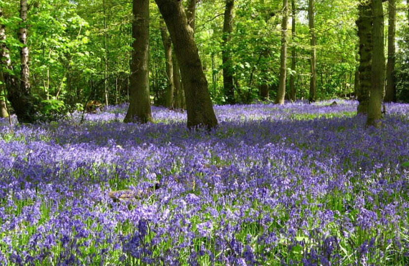 Blue Bells