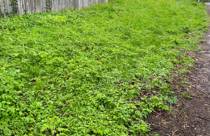 Overgrown Coldharbour Lane