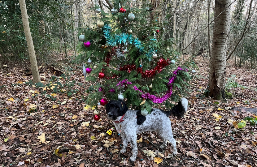 Christmas tree in Foxley Woods Kenley with dog