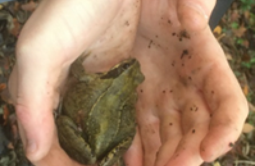 Frog