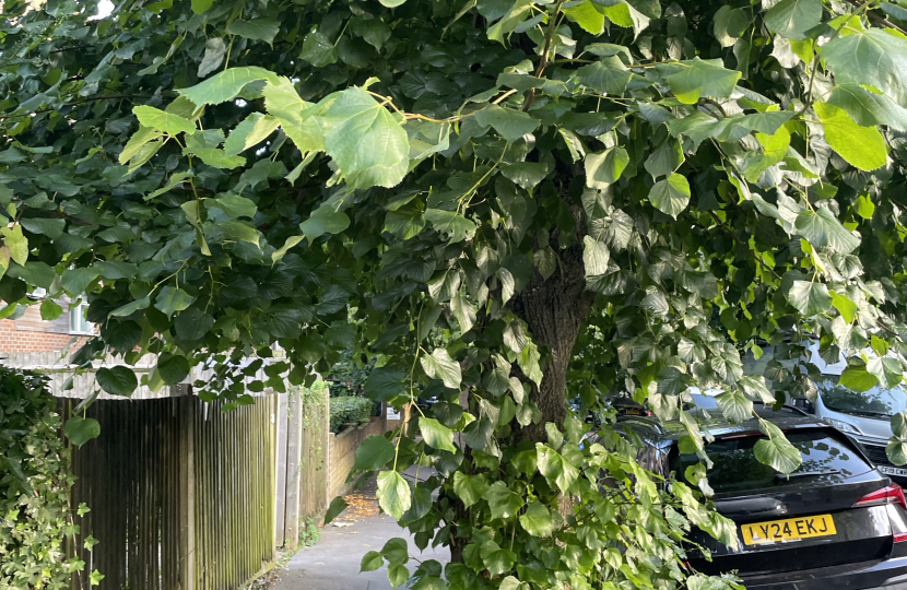 Trees on Harewood rd before pruning