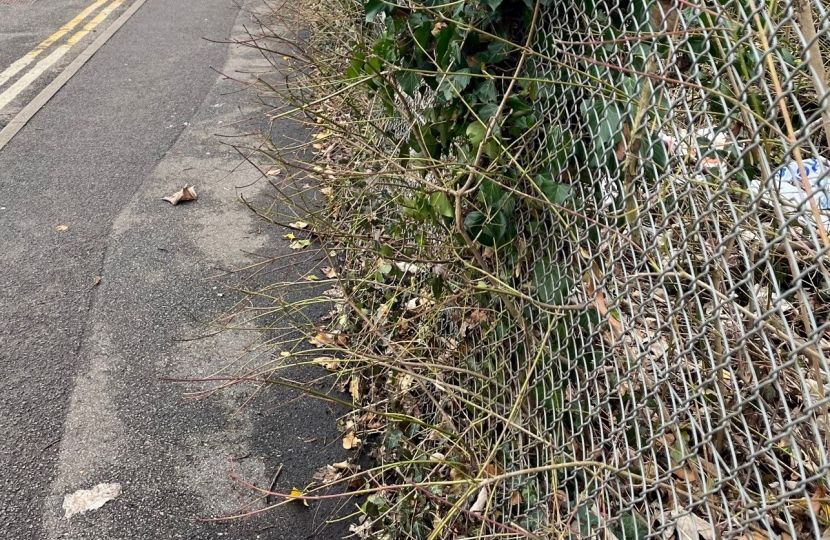 Overgrown vegetation on Little Roke Road