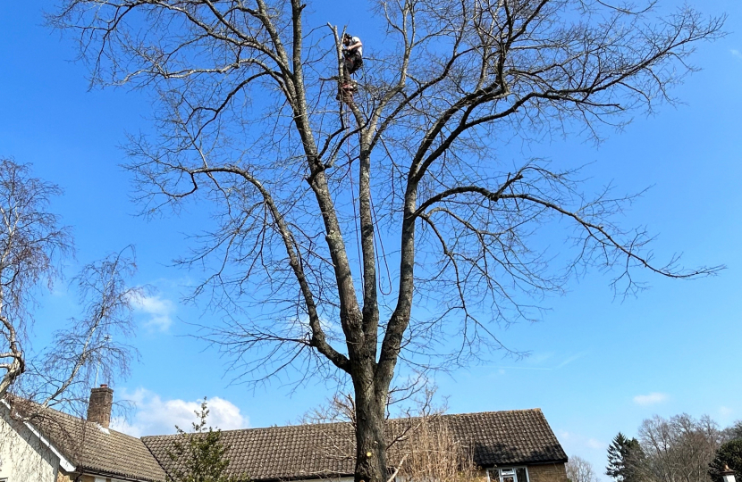 Tree pruning 