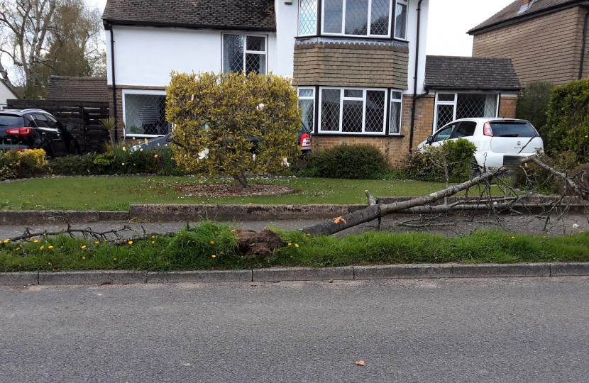 Shaw Crescent tree