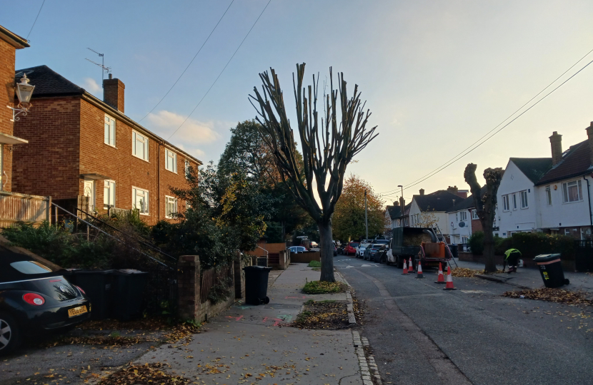 Trees on Violet Lane being cut 