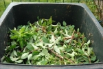 Green garden waste