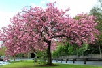 Sakura Cherry Tree Project Comes to Sanderstead Recreation Ground