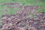 Chewed up grass on Shepherds Way site