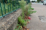 Weeds in Front of Hamsey Green Pond