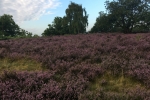 Scarce heathland on the top of Croham Hurst Woods South Croydon 