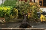 Another Cherry Tree Lost in Purley Oaks Road