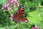 Brilliant Butterflies - Sanderstead Recreation Ground