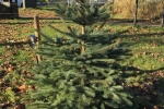 Xmas Tree - The Gruffy