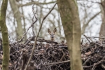 Deer in Croham Hurst Woods South Croydon