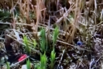 Hamsey Green Pond - Neglected