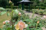 Wettern Tree Rose Garden