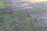 Motor bikes tyre marks on top of Croham Hurst woods