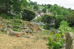 Trees Felled Purley Oaks Road