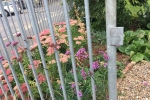 Planting at St Augustines Church gardens