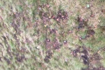 Bike damage on surface on the top of Croham Hurst Woods