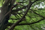 Broken Branches - Sanderstead Hill