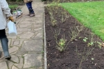 Wettern Tree Garden Rose Planting