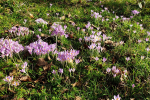 Flowers breaking through in the woods