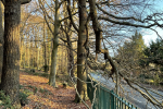 Dangerous branch overhanging path in Croham Hurst Woods