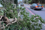 Fallen tree on the Godstone Road